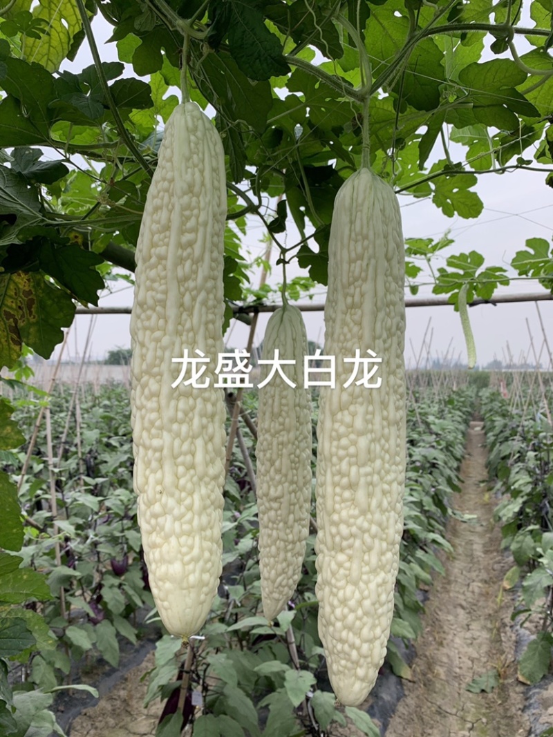 专业育种基地选用苦瓜种子龙盛长白苦瓜种子皮大白苦瓜