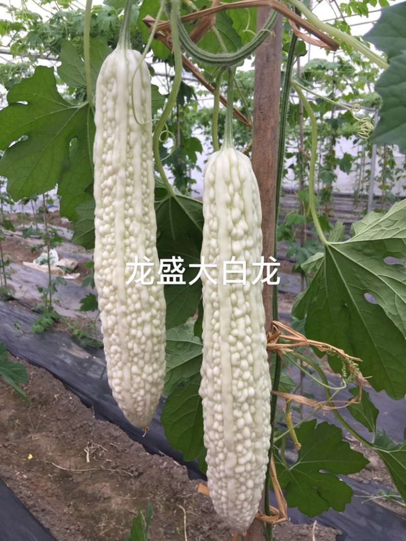 专业育种基地选用苦瓜种子龙盛长白苦瓜种子皮大白苦瓜