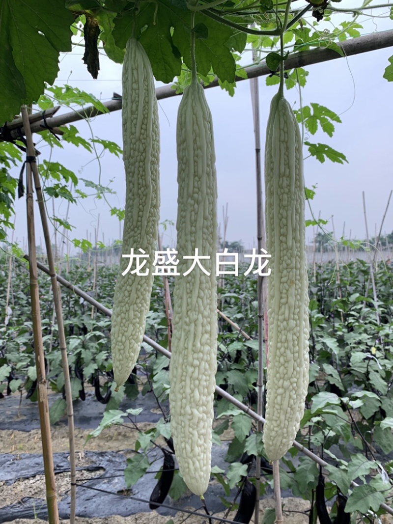 专业育种基地选用苦瓜种子龙盛长白苦瓜种子皮大白苦瓜