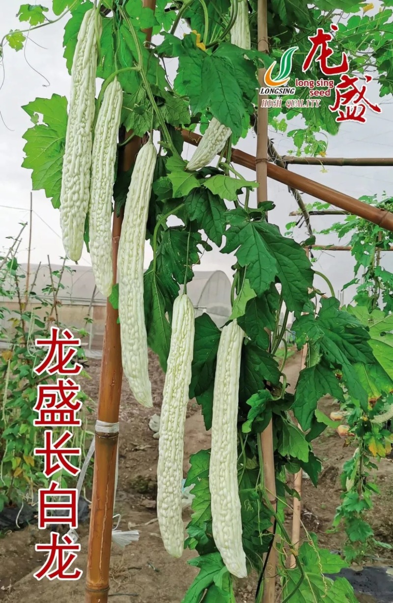 专业育种基地选用苦瓜种子龙盛长白苦瓜种子皮大白苦瓜