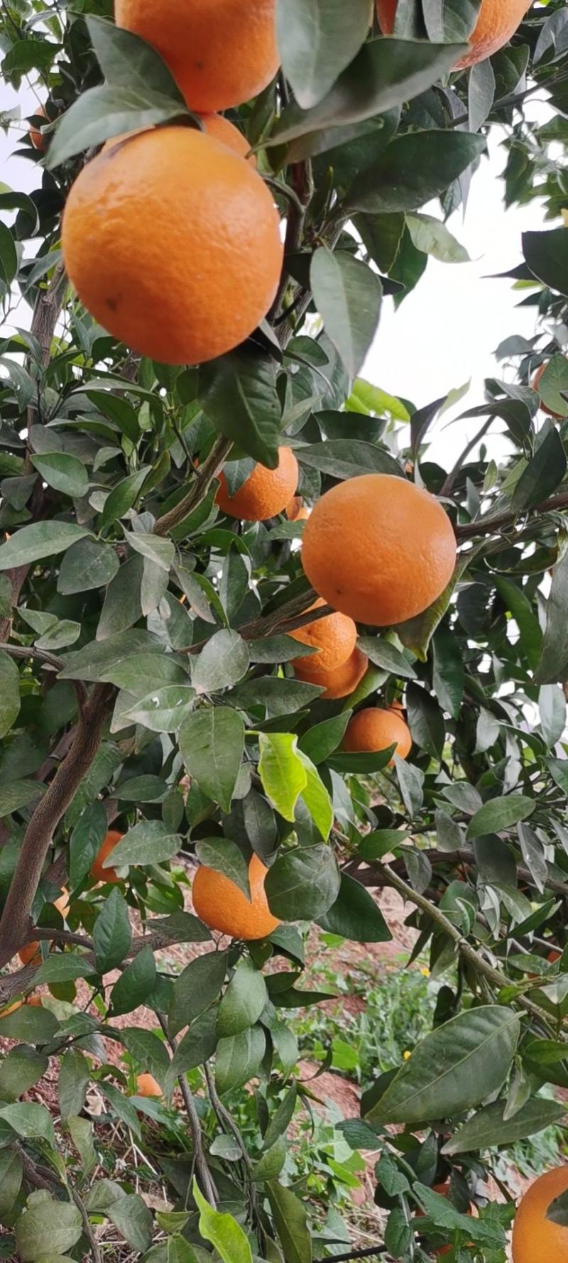 沃柑在售中