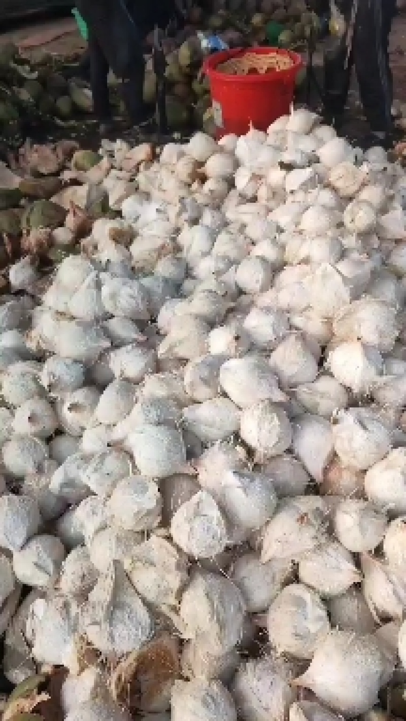 热销海南椰子长期有货原地直发量大优惠全国发货