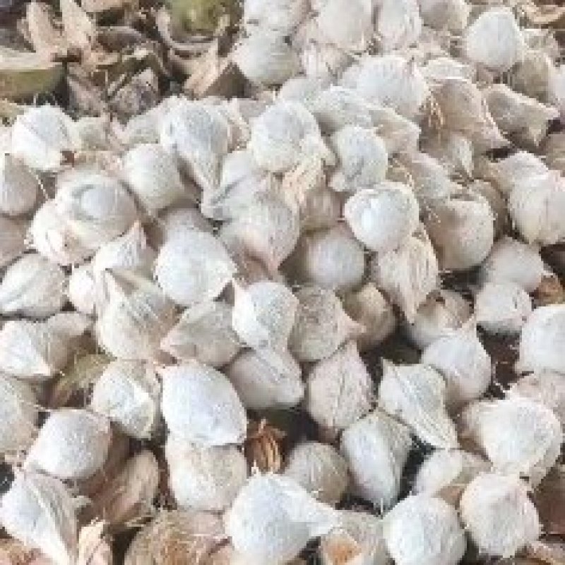 热销海南椰子长期有货原地直发量大优惠全国发货