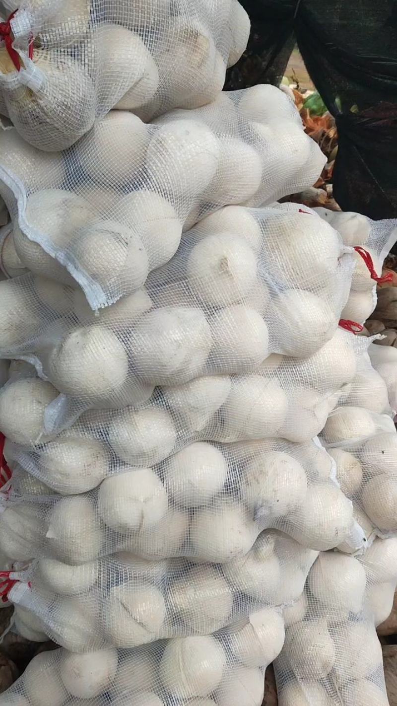 热销海南椰子长期有货原地直发量大优惠全国发货
