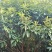 枇杷新农村建设行道风景公园绿化植树造林占地用房地产绿化