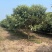 枇杷新农村建设行道风景公园绿化植树造林占地用房地产绿化