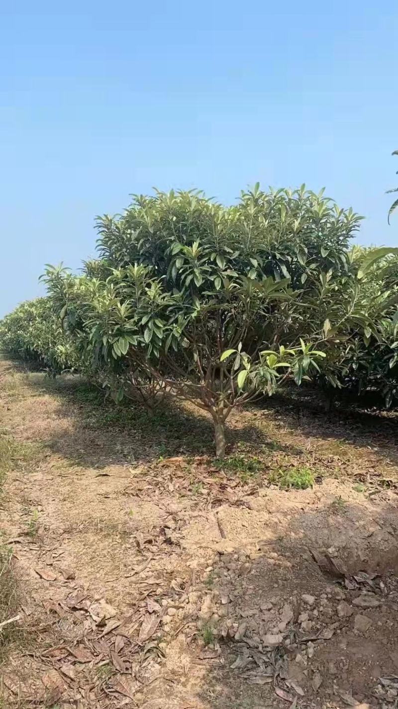 枇杷新农村建设行道风景公园绿化植树造林占地用房地产绿化