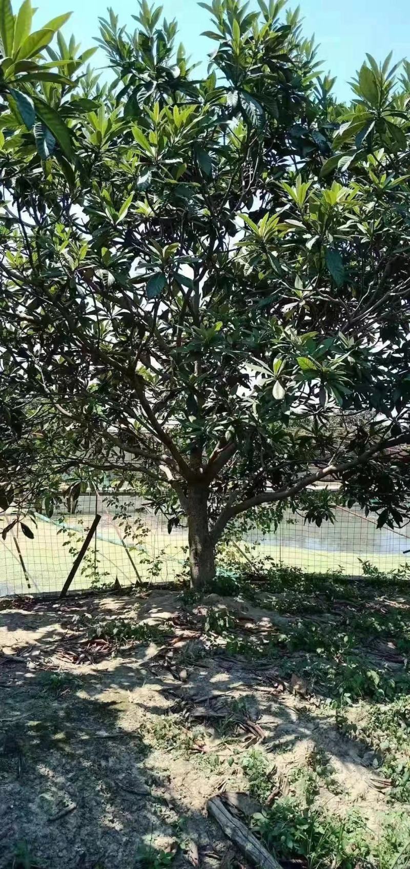 枇杷新农村建设行道风景公园绿化植树造林占地用房地产绿化