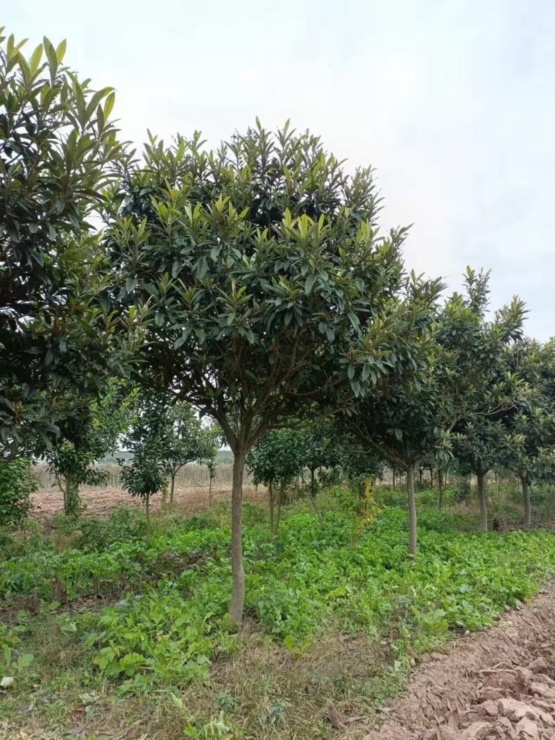 枇杷新农村建设行道风景公园绿化植树造林占地用房地产绿化