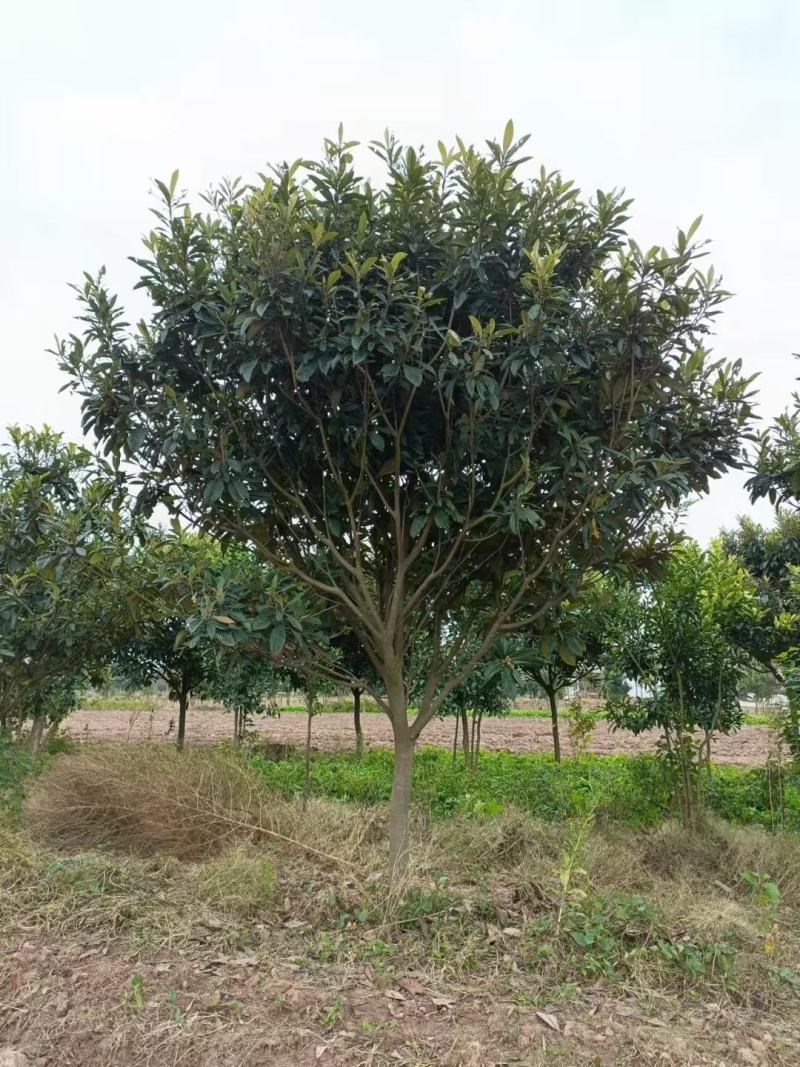 枇杷新农村建设行道风景公园绿化植树造林占地用房地产绿化