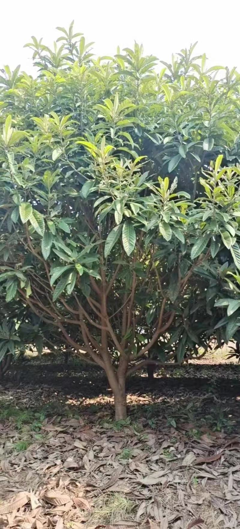 枇杷新农村建设行道风景公园绿化植树造林占地用房地产绿化