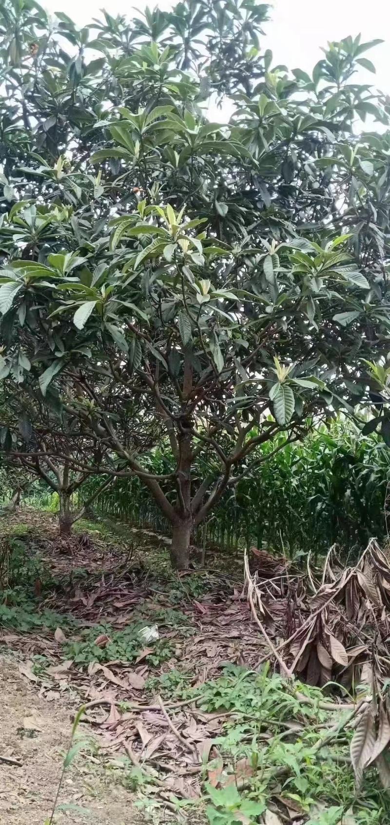 枇杷新农村建设行道风景公园绿化植树造林占地用房地产绿化