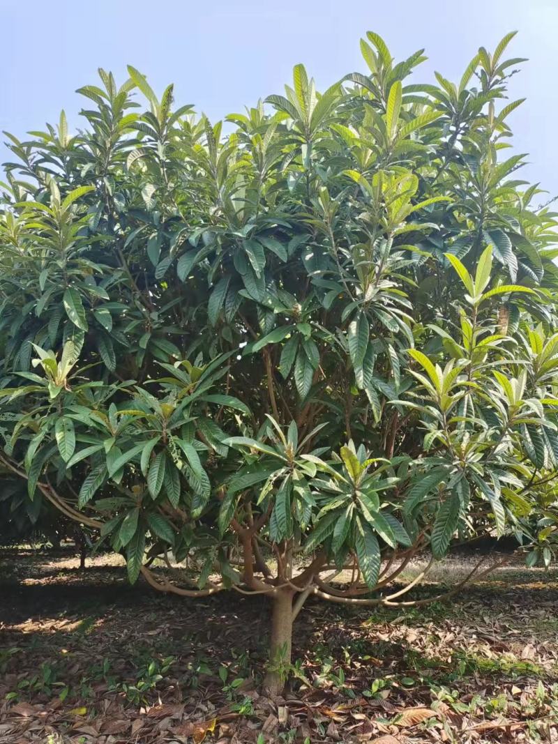 枇杷新农村建设行道风景公园绿化植树造林占地用房地产绿化