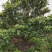 枇杷新农村建设行道风景公园绿化植树造林占地用房地产绿化
