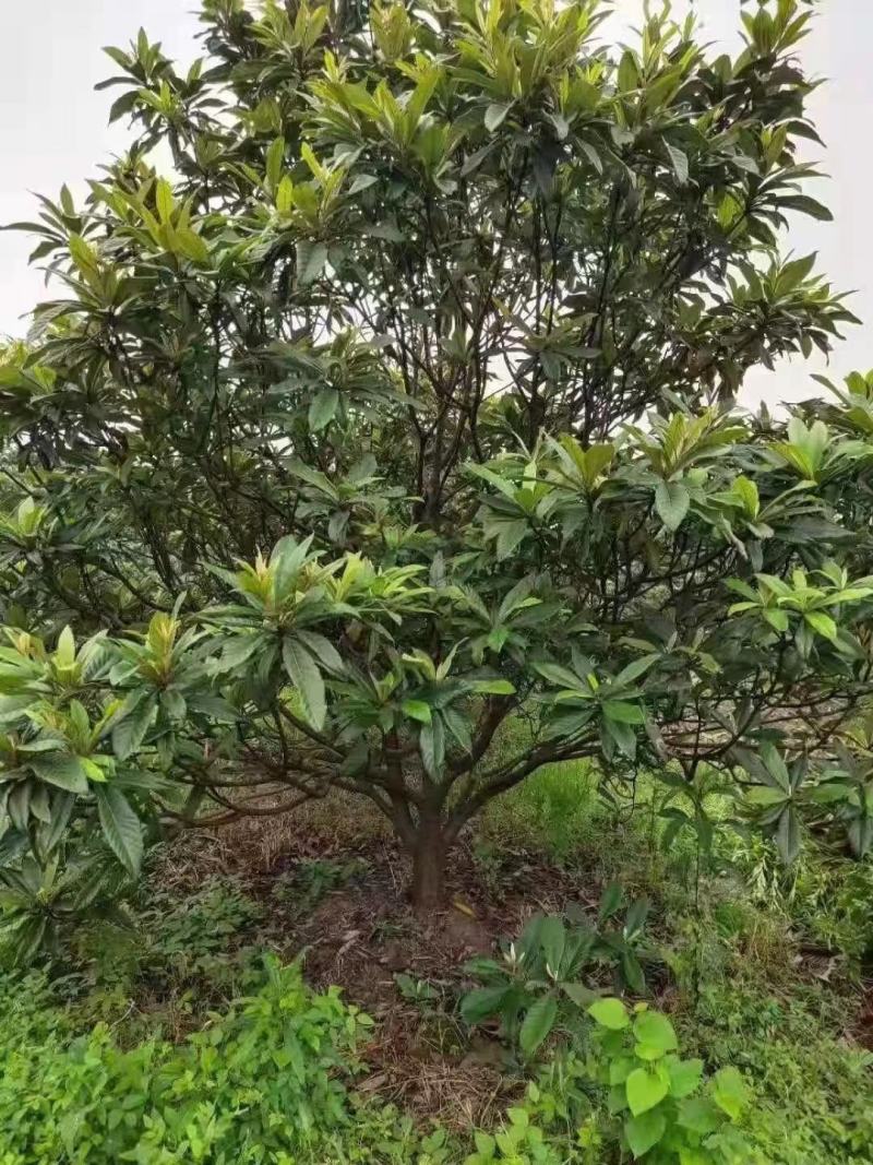 枇杷新农村建设行道风景公园绿化植树造林占地用房地产绿化