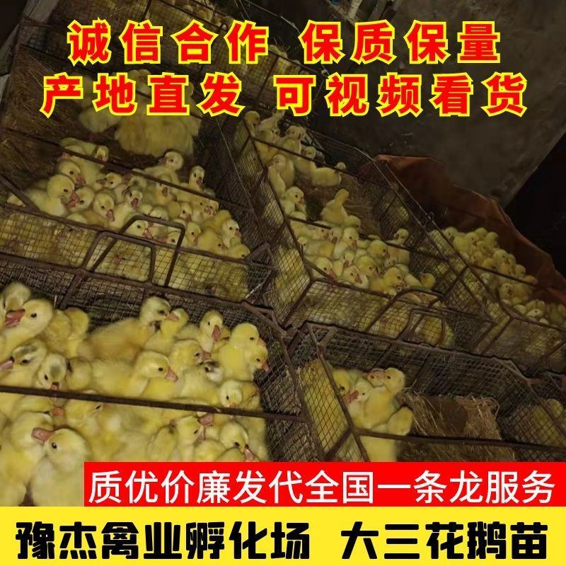 （成活率高）大品种鹅苗大三花优质鹅苗孵化场供货一手货源