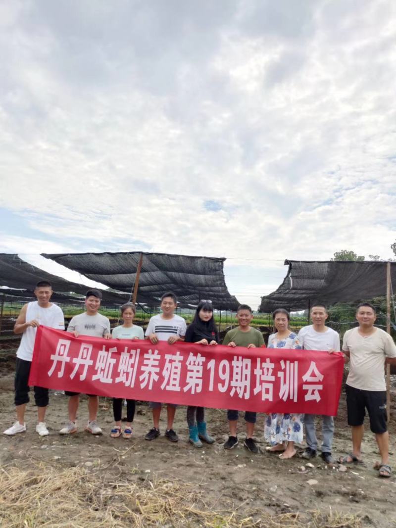 蚯蚓种养殖种苗蚯蚓苗蚯蚓技术养殖技术大平2号蚯蚓