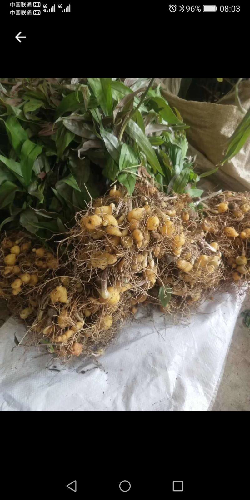 黄精种苗鸡头黄精姜型多花黄精苗滇黄精苗大量低价批发