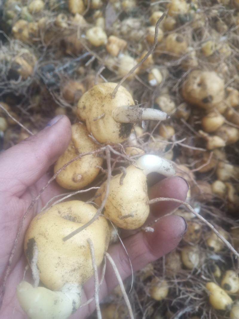 黄精种苗鸡头黄精姜型多花黄精苗滇黄精苗大量低价批发