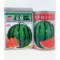 京欣一号甜王西瓜种子早熟糖度高薄皮大红瓤耐重茬西瓜种子
