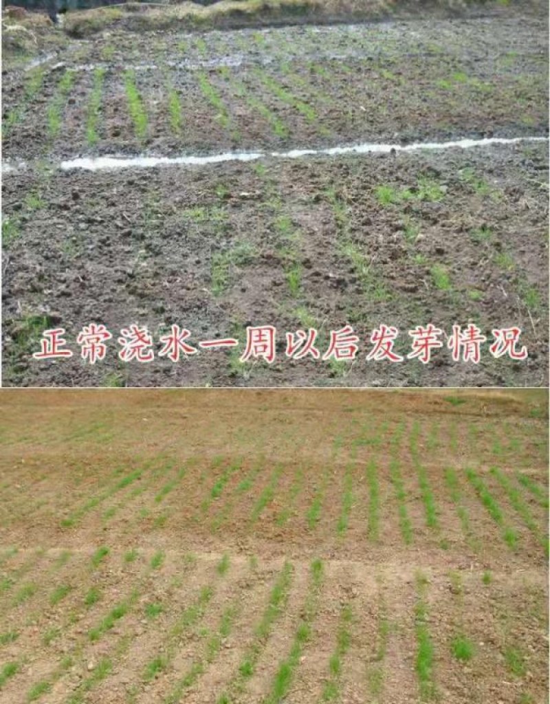 进口耐寒牧草种子多年生黑麦草种子四季常青鸡鸭鹅猪牛羊鱼草