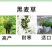 进口耐寒牧草种子多年生黑麦草种子四季常青鸡鸭鹅猪牛羊鱼草
