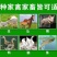 进口耐寒牧草种子多年生黑麦草种子四季常青鸡鸭鹅猪牛羊鱼草