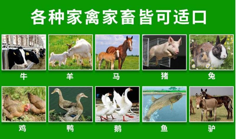 进口耐寒牧草种子多年生黑麦草种子四季常青鸡鸭鹅猪牛羊鱼草