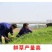 进口耐寒牧草种子多年生黑麦草种子四季常青鸡鸭鹅猪牛羊鱼草