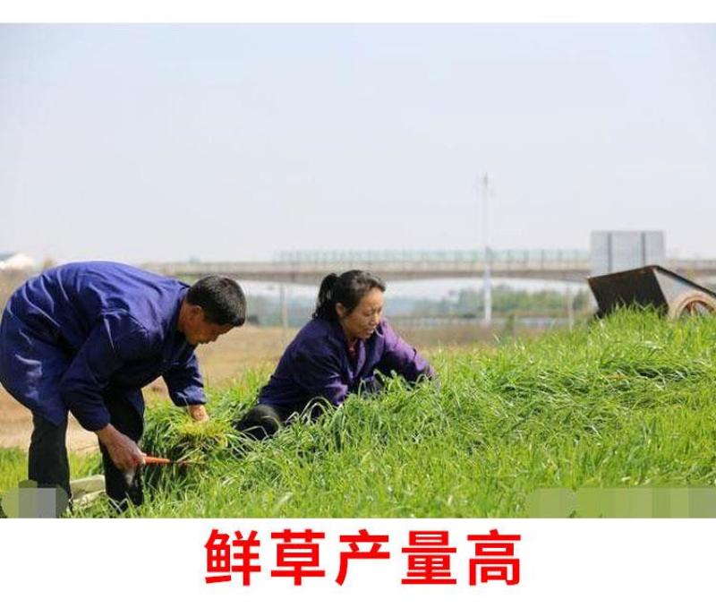 进口耐寒牧草种子多年生黑麦草种子四季常青鸡鸭鹅猪牛羊鱼草