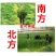 进口耐寒牧草种子多年生黑麦草种子四季常青鸡鸭鹅猪牛羊鱼草