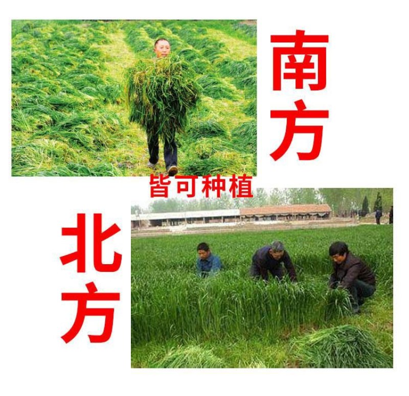 进口耐寒牧草种子多年生黑麦草种子四季常青鸡鸭鹅猪牛羊鱼草