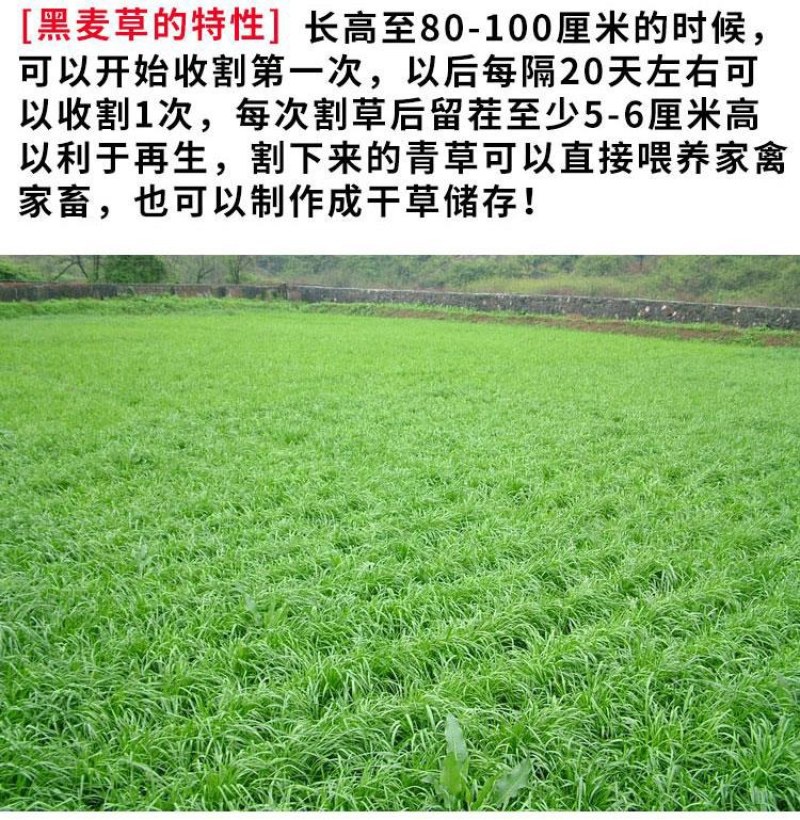 进口耐寒牧草种子多年生黑麦草种子四季常青鸡鸭鹅猪牛羊鱼草