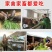 进口耐寒牧草种子多年生黑麦草种子四季常青鸡鸭鹅猪牛羊鱼草