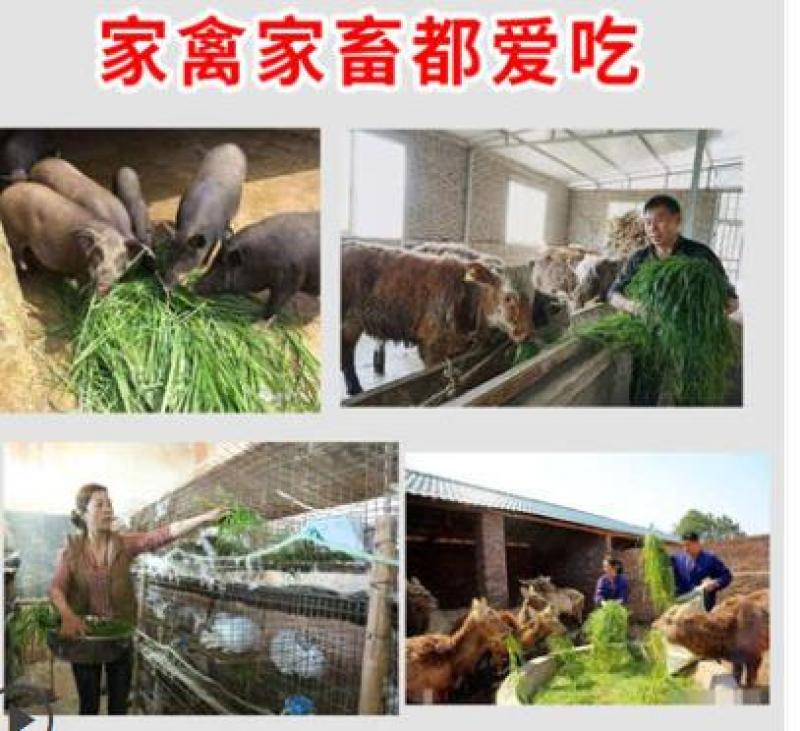 进口耐寒牧草种子多年生黑麦草种子四季常青鸡鸭鹅猪牛羊鱼草