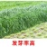 进口耐寒牧草种子多年生黑麦草种子四季常青鸡鸭鹅猪牛羊鱼草