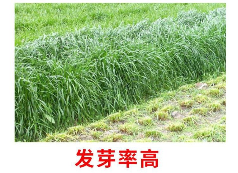 进口耐寒牧草种子多年生黑麦草种子四季常青鸡鸭鹅猪牛羊鱼草