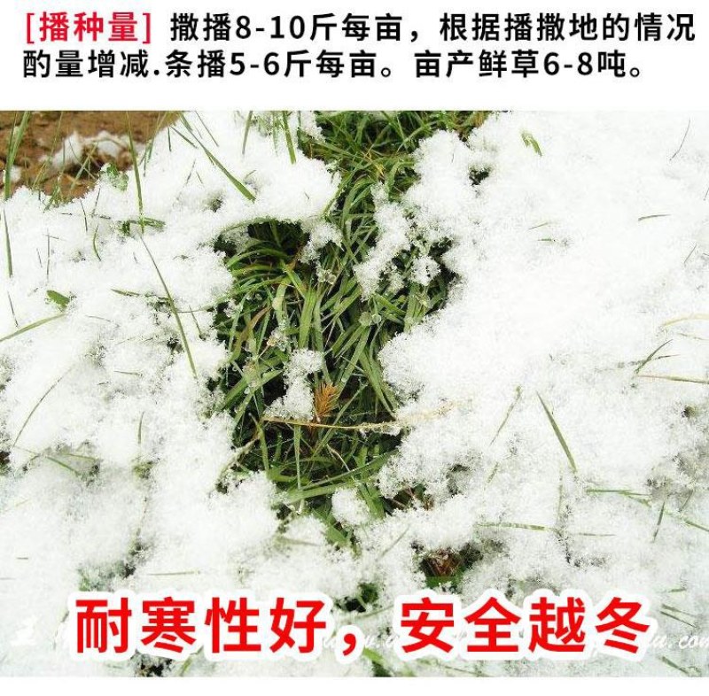 进口耐寒牧草种子多年生黑麦草种子四季常青鸡鸭鹅猪牛羊鱼草