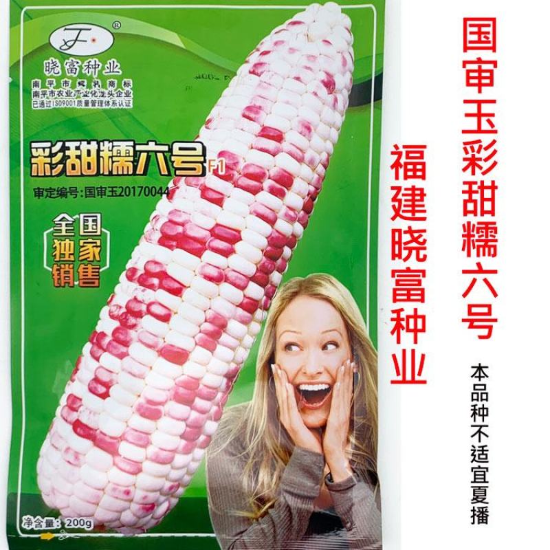彩甜糯六号玉米种子大棒型花玉米种非转基因春秋播6号玉米种