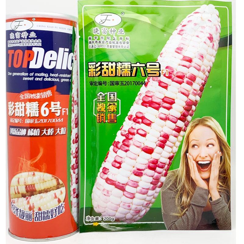 彩甜糯六号玉米种子大棒型花玉米种非转基因春秋播6号玉米种