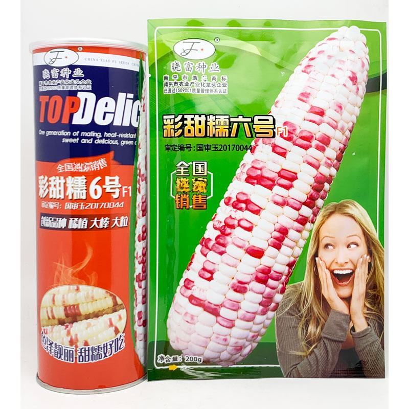 彩甜糯六号玉米种子大棒型花玉米种非转基因春秋播6号玉米种