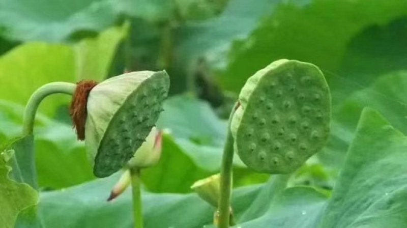 太空莲，太空莲36号，太空莲种苗，全国发货