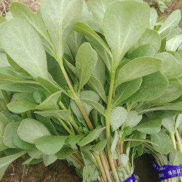 马齿苋种子荷兰直立马蜂菜籽野菜种子四季种植