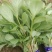 马齿苋种子荷兰直立马蜂菜籽野菜种子四季种植