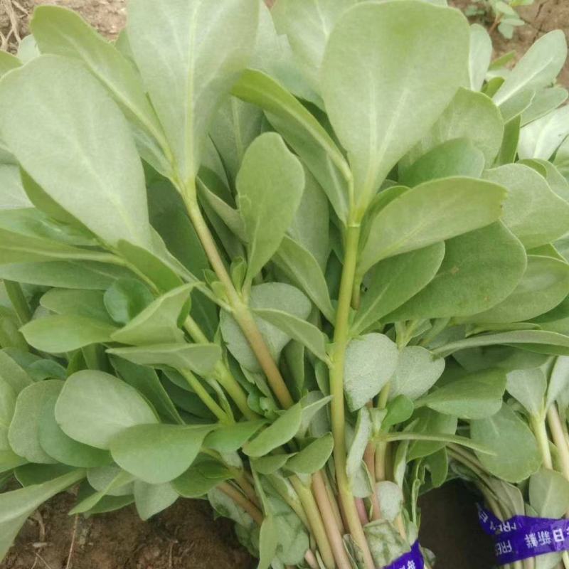 马齿苋种子荷兰直立马蜂菜籽野菜种子四季种植