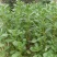 马齿苋种子荷兰直立马蜂菜籽野菜种子四季种植