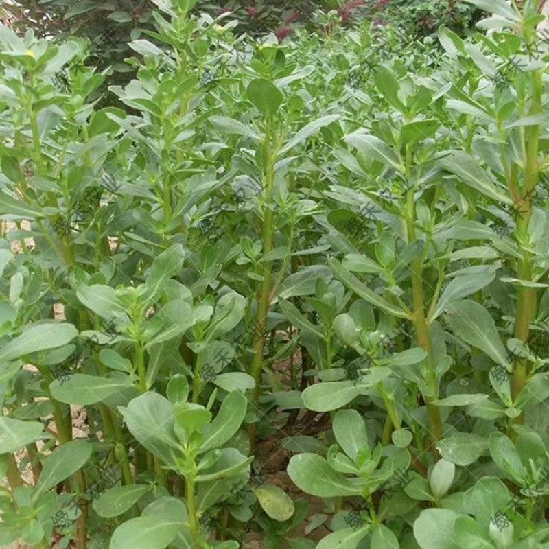 马齿苋种子荷兰直立马蜂菜籽野菜种子四季种植