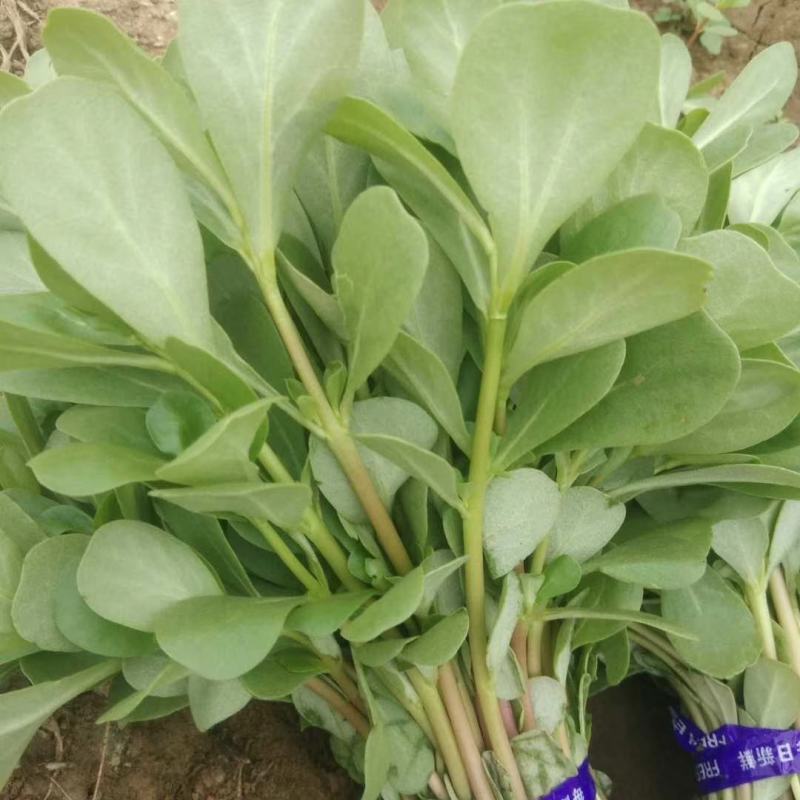 马齿苋种子荷兰直立马蜂菜籽野菜种子四季种植
