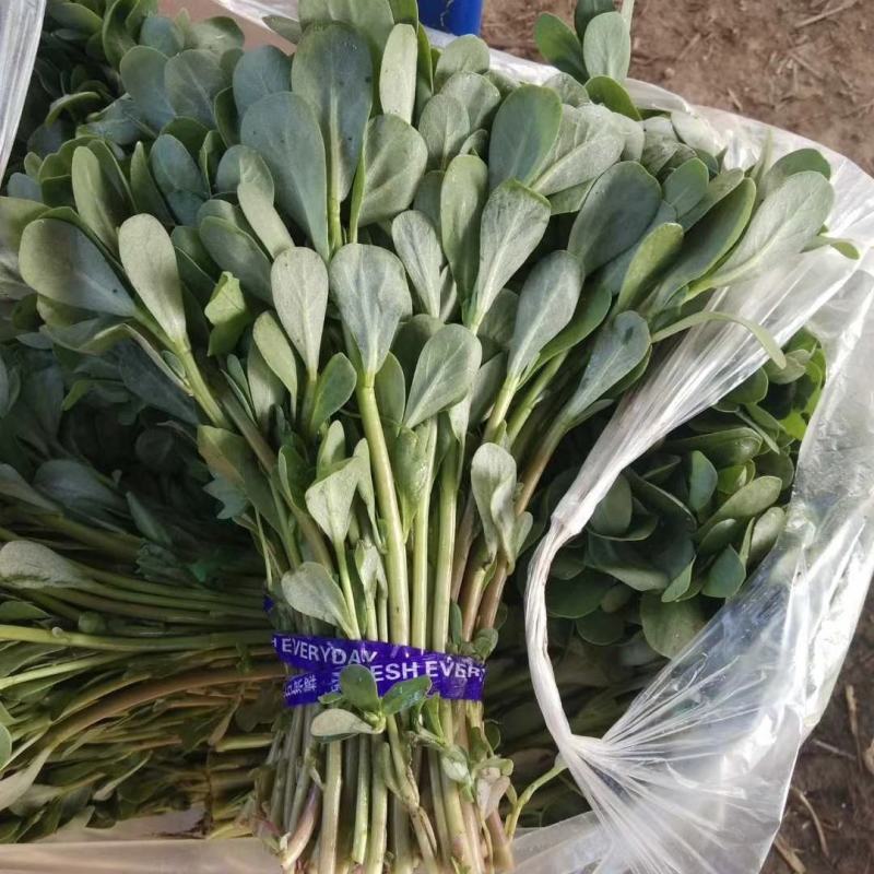 马齿苋种子荷兰直立马蜂菜籽野菜种子四季种植