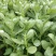 马齿苋种子荷兰直立马蜂菜籽野菜种子四季种植